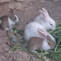 فروش بچه خرگوش