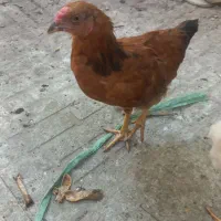 نیمچه سلامت