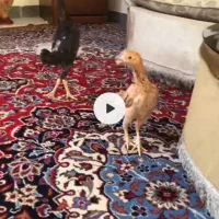 جفت مرغ خروس مینیاتوری کوشامو اصل