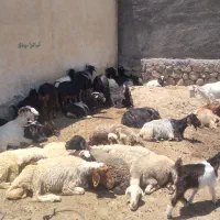 بز بزغاله داشتی
