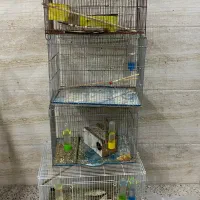 چهارعددقفس با یک پرون