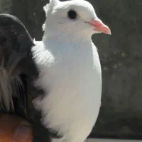 کله سفید کاکلی آس