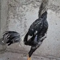 تخم لاری طوسی