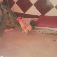مرغ|حیوانات مزرعه|کارون, |دیوار
