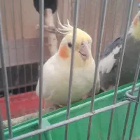 ۳عدد عروس هلندی سرحال