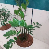 گل زامفولیا و بنجامین