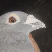 جان آردن خالص....آس