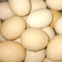 تخم‌مرغ محلی
