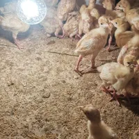 بوقلمون بیوتی سنگین گوشتی