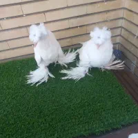 فروش جوجه بخارا سفید گرید a+