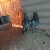 پلاکی.دوکت|پرنده|مبارکه, |دیوار