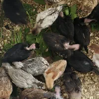 جوجه مرغ و خروس