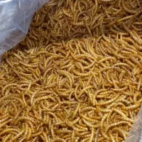 کرم میلورم خشک