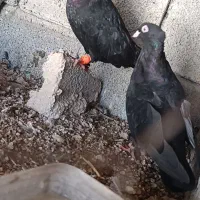 جفت شامی آبادانی