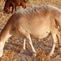 میش چینی عتیقه پرمایه ۵۷میش شال ابستن۲۹بره دار۳۱