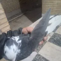 طوقی با جوجه