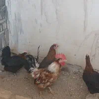 خروس بومی