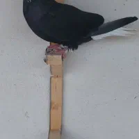 ماده دمسفید