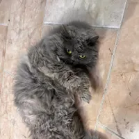 گربه