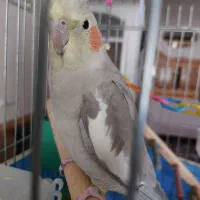 عروس هلندی