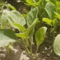 نشازدن نیچین و..