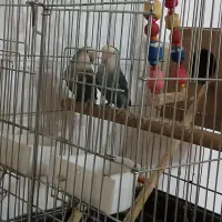 طوطی بریزیلی مرغ مینا فنج