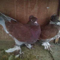 یک جفت کبوتر راعبی رواعب سرخ