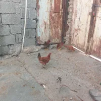 جوجه خروس