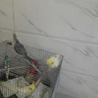 عروس هلندی