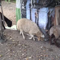 گوسفند نر پنج ماهه