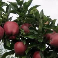 فروش نهال سیب ردچف گلدانی