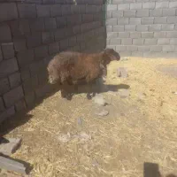 قوچ برای کشتن میخام تا ۱۰۰ کیلو