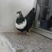 کبوتر طوقی سفید کله کلاغ نواری