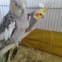 عروس  هلندی