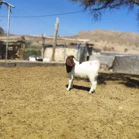 فروش کهره نر دورگه بوئر