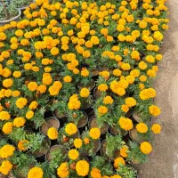 نشا گل جعفری اطلسی تاج خروس در گلخانه والایی