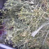 اسپند تازه