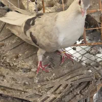 دو کبوتر ماده نقره ای