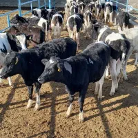 به یگ گارگر دائمی برای کار در گاوداری نیازمندیم با