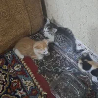واگذاری رایگان گربه