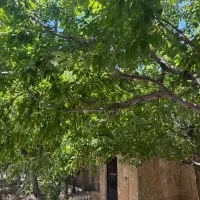 سرایداری