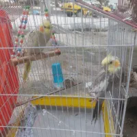 عروس هلند جفت با کلیه وسایل 3میلیون