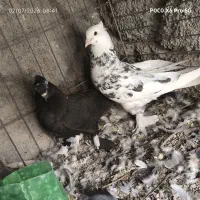 تعدادی کفتر نره و ماده