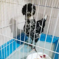خروس لهستانی سه ماهه
