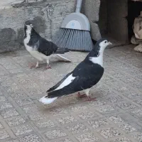 کبوتر دمگیرنر وماده زرهی و مفلق