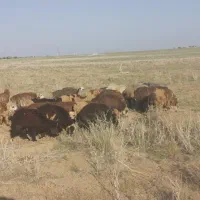 بره نر ترکی
