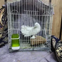 قفس