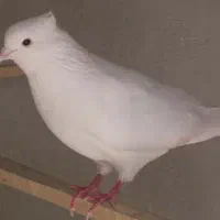 کفتر،