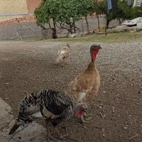 جوجه مرغ. قوغاز  بوقلمون