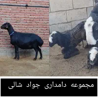 گوسفند اصیل شال و قزل افشار مجموعه جواد شالی